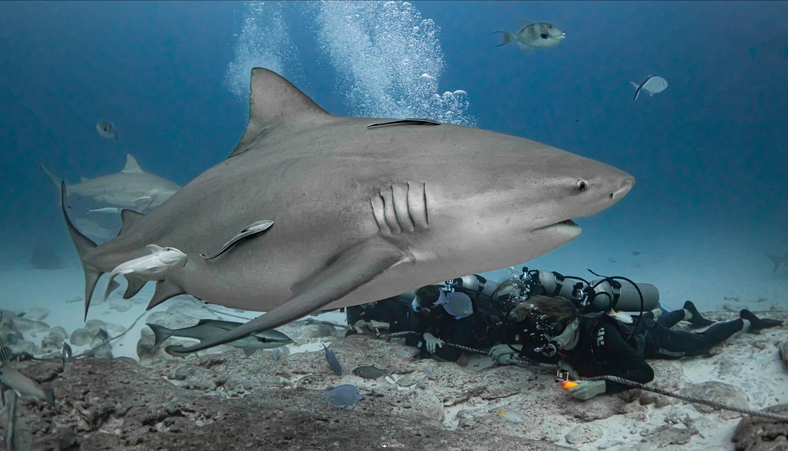 Tiburón Toro en Playa del Carmen